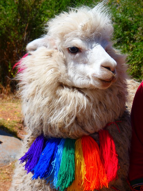 lama