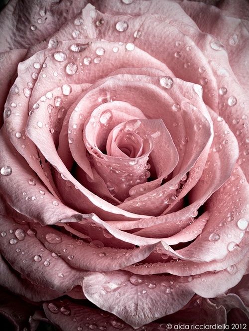 rose-fane